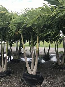 Palm Chandelier