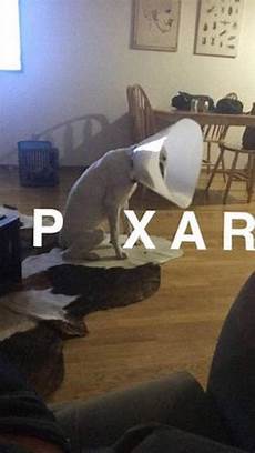 Dog lamp