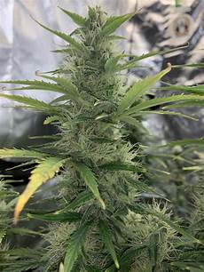 Grow lamp