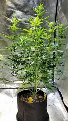 Grow lamp
