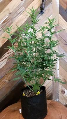 Grow lamp