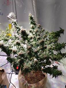Led plant lamp