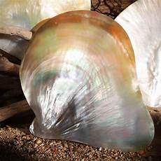 Mother Of Pearl Chandelier