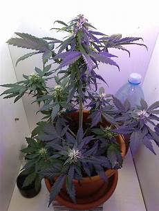 Plant lamp led